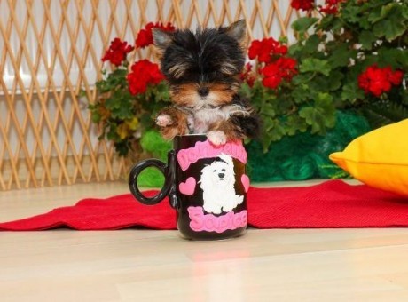 yorkie terijer 01.jpg